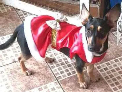 Cachorro raça  idade 1 ano nome Valentina 