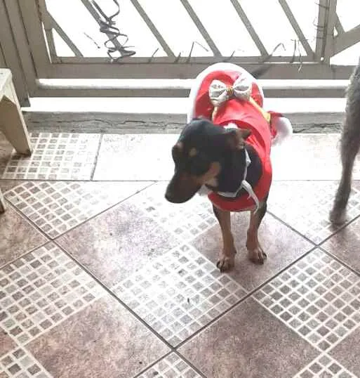 Cachorro raça  idade 1 ano nome Valentina 