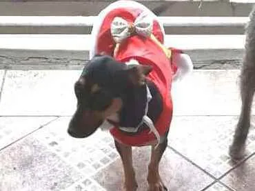 Cachorro raça  idade 1 ano nome Valentina 
