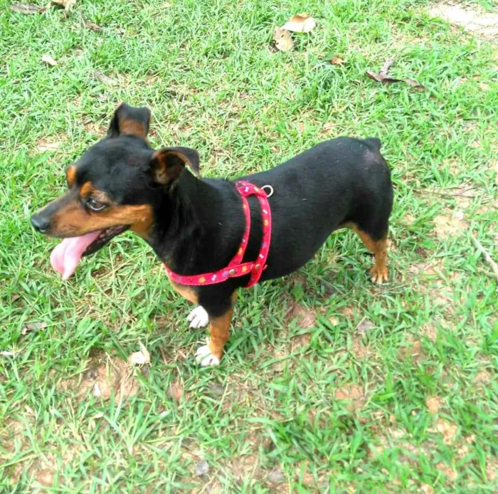 Cachorro raça Pinscher  idade 4 anos nome Teka 
