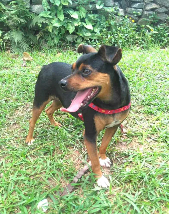Cachorro raça Pinscher  idade 4 anos nome Teka 