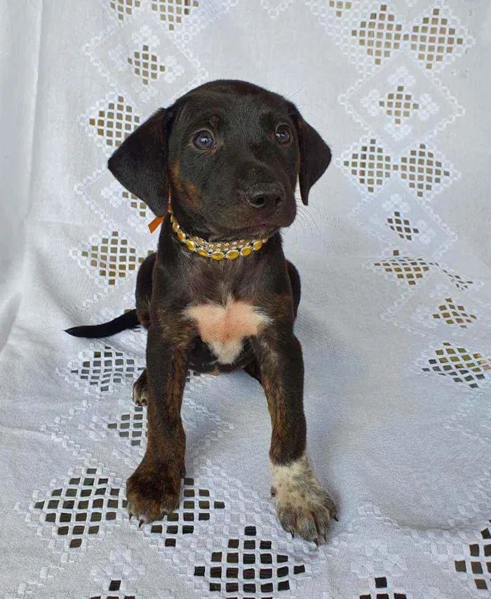 Cachorro ra a SRD idade Abaixo de 2 meses nome CLAIR