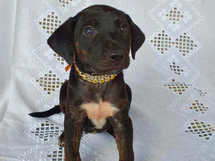 Cachorro ra a SRD idade Abaixo de 2 meses nome CLAIR