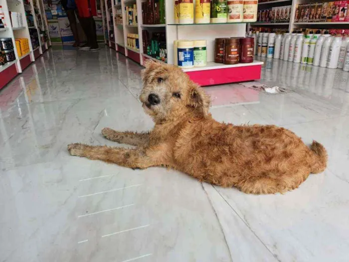 Cachorro ra a SRD idade 1 ano nome Loirinho