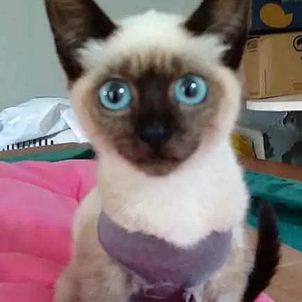 Gato ra a Srd idade Abaixo de 2 meses nome July