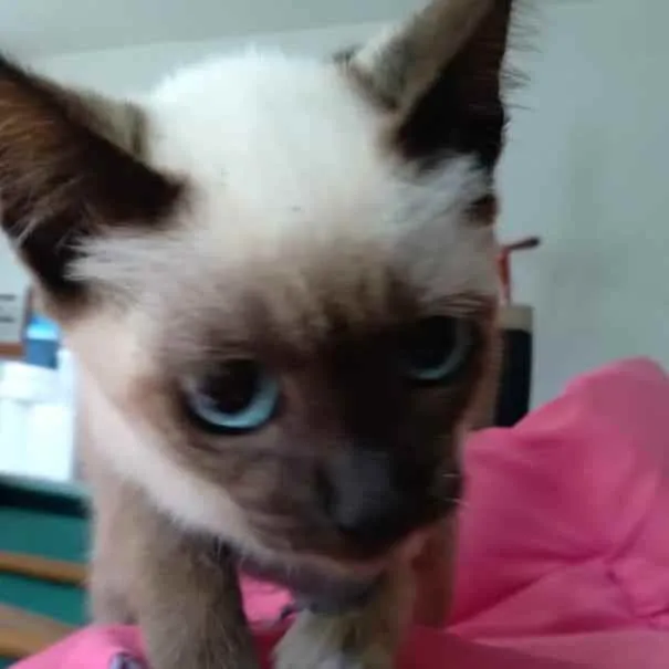 Gato ra a Srd idade Abaixo de 2 meses nome July