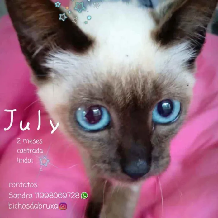 Gato ra a Srd idade Abaixo de 2 meses nome July