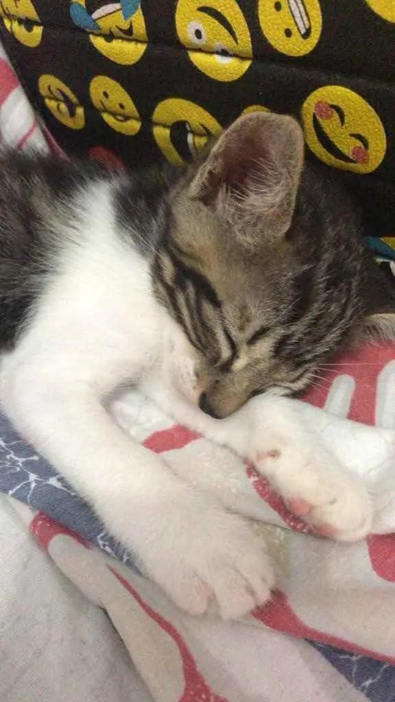 Gato ra a Sem raça  idade 2 a 6 meses nome Sem nome 