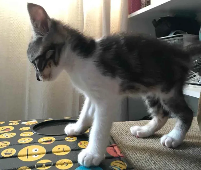 Gato ra a Sem raça  idade 2 a 6 meses nome Sem nome 