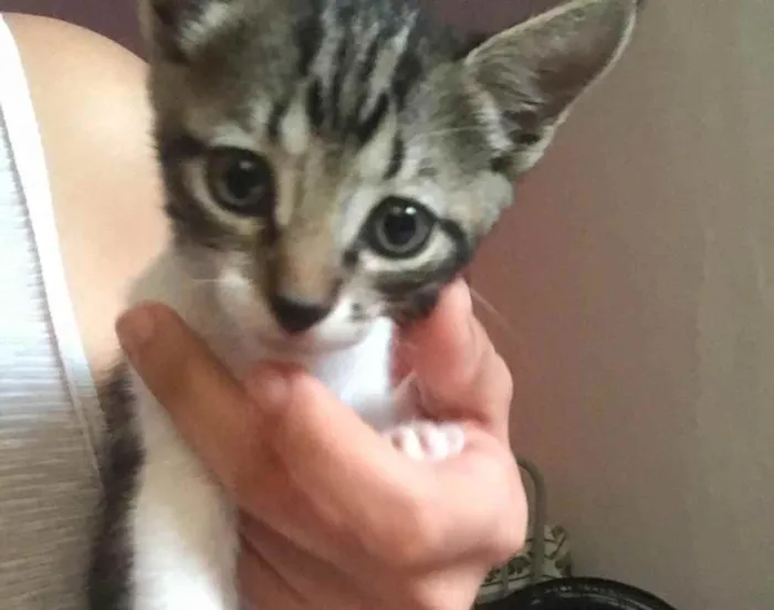 Gato ra a Sem raça  idade 2 a 6 meses nome Sem nome 