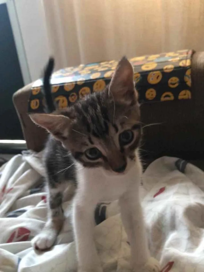 Gato ra a Sem raça  idade 2 a 6 meses nome Sem nome 