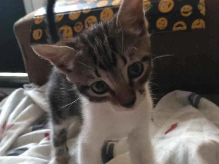 Gato ra a Sem raça  idade 2 a 6 meses nome Sem nome 