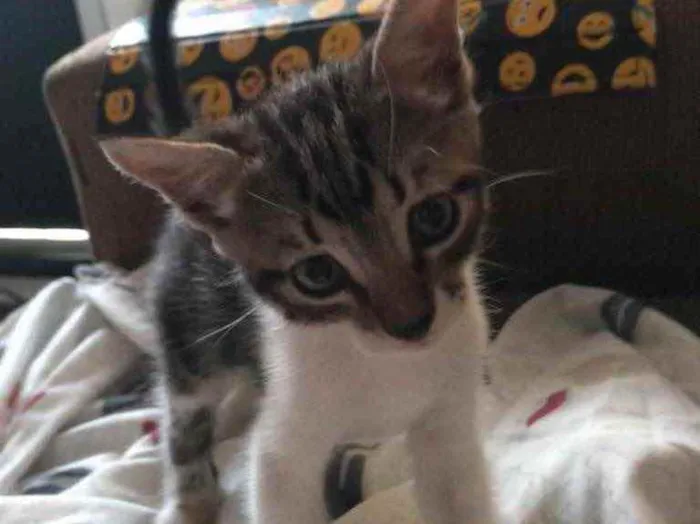 Gato ra a Sem raça  idade 2 a 6 meses nome Sem nome 