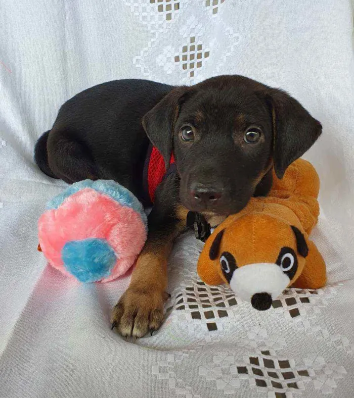Cachorro ra a SRD idade 2 a 6 meses nome LUFY