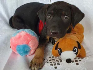 Cachorro raça SRD idade 2 a 6 meses nome LUFY