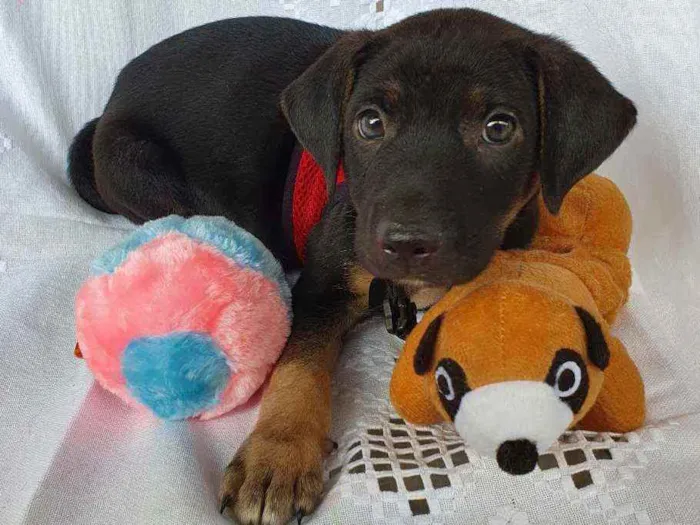 Cachorro ra a SRD idade 2 a 6 meses nome LUFY