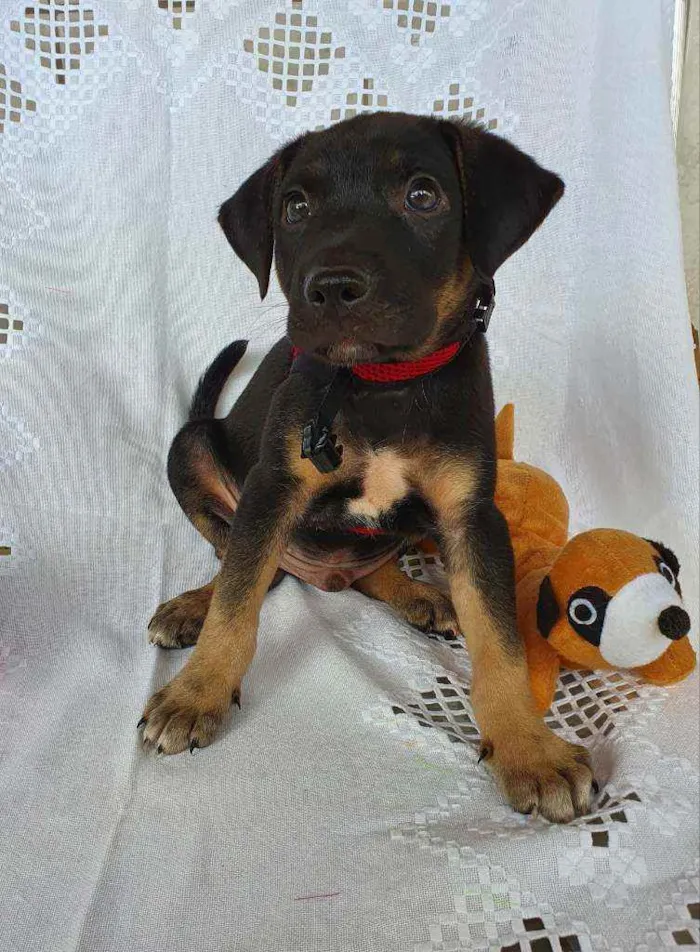 Cachorro ra a SRD idade 2 a 6 meses nome LUFY