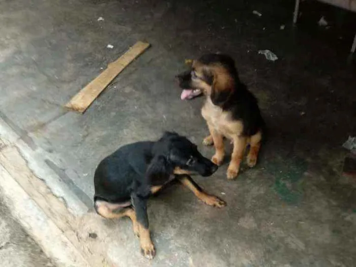 Cachorro ra a Não definida idade 2 a 6 meses nome Não tenho certeza.
