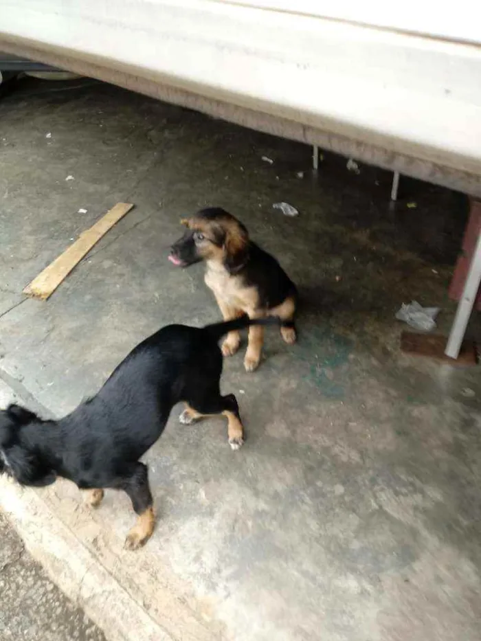 Cachorro ra a Não definida idade 2 a 6 meses nome Não tenho certeza.