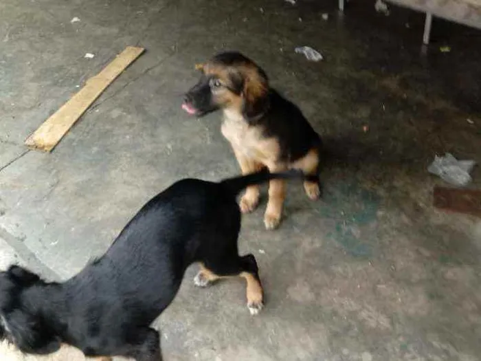 Cachorro ra a Não definida idade 2 a 6 meses nome Não tenho certeza.