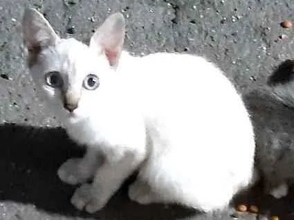 Gato ra a SRD idade 2 a 6 meses nome Sem nome