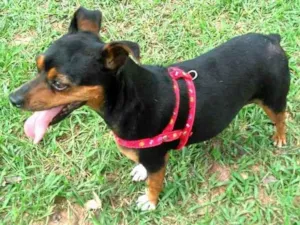 Cachorro raça Pinscher  idade 4 anos nome Teka 