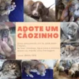 Não tem 