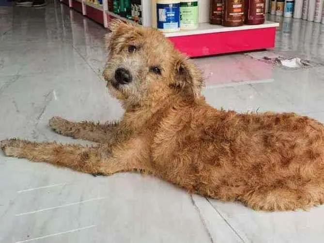 Cachorro ra a SRD idade 1 ano nome Loirinho