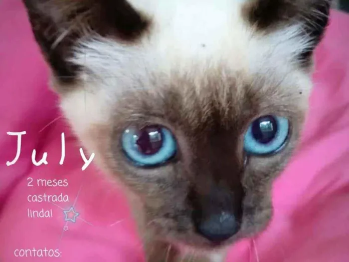 Gato ra a Srd idade Abaixo de 2 meses nome July