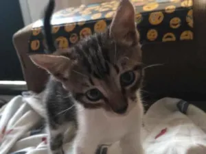 Gato raça Sem raça  idade 2 a 6 meses nome Sem nome 
