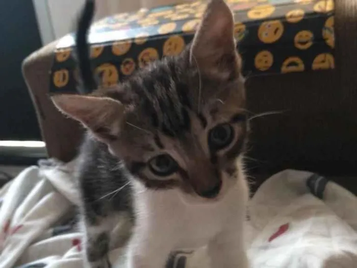 Gato ra a Sem raça  idade 2 a 6 meses nome Sem nome 
