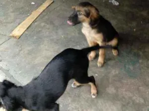 Cachorro raça Não definida idade 2 a 6 meses nome Não tenho certeza.