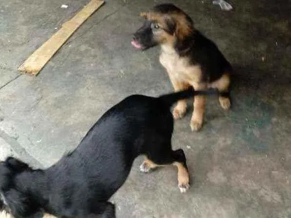 Cachorro ra a Não definida idade 2 a 6 meses nome Não tenho certeza.