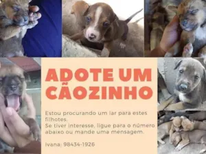 Cachorro raça Labrador idade Abaixo de 2 meses nome Não tem 