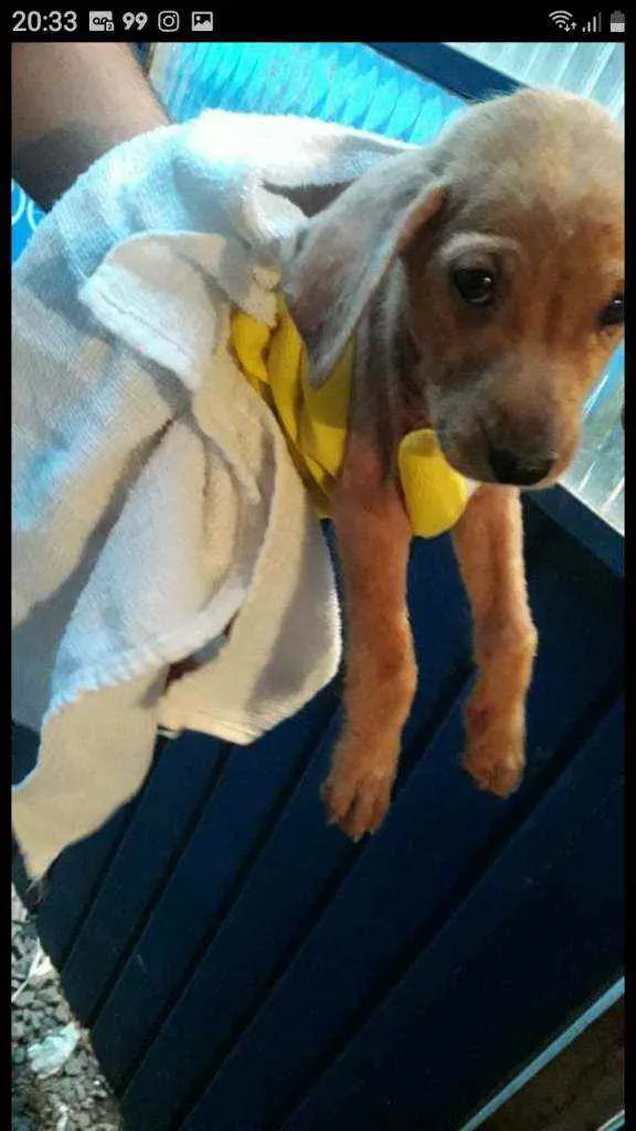 Cachorro ra a Vira lata idade 2 a 6 meses nome Sem nome 
