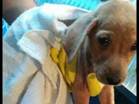 Cachorro ra a Vira lata idade 2 a 6 meses nome Sem nome 