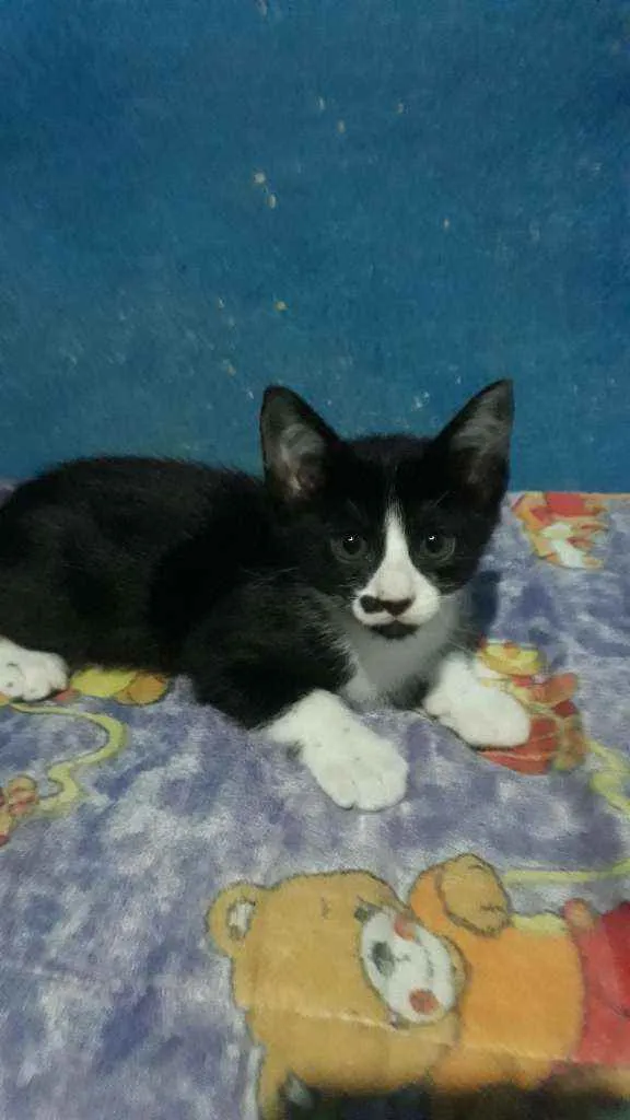 Gato ra a Vira-lata idade 2 a 6 meses nome Zetsu e Megumin