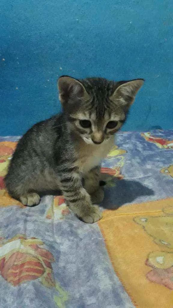Gato ra a Vira-lata idade 2 a 6 meses nome Zetsu e Megumin