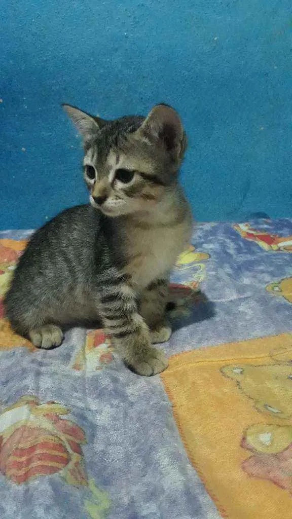Gato ra a Vira-lata idade 2 a 6 meses nome Zetsu e Megumin