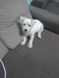 Belinha