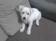Belinha