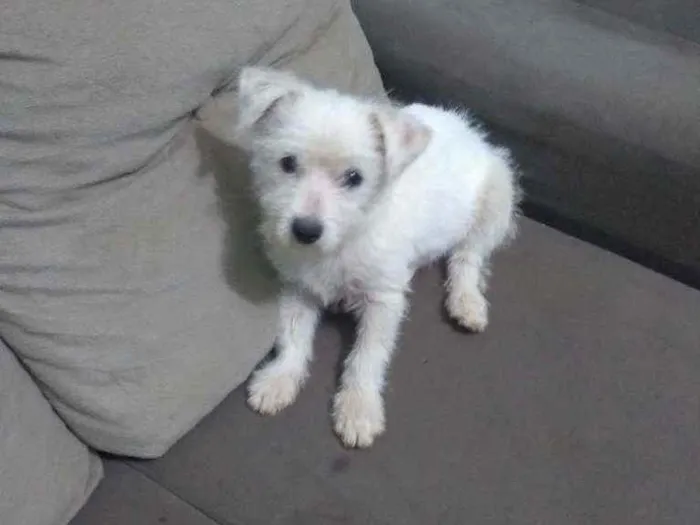 Cachorro raça Vira lata idade 2 a 6 meses nome Belinha