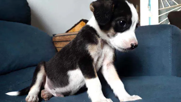 Cachorro ra a Sem Raça definida  idade Abaixo de 2 meses nome Sem nome 