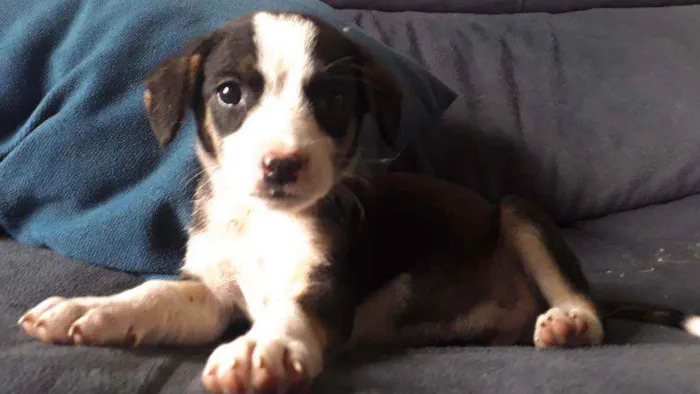 Cachorro ra a Sem Raça definida  idade Abaixo de 2 meses nome Sem nome 