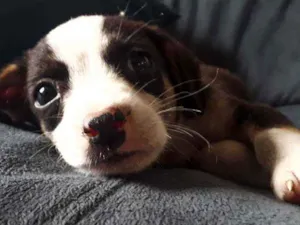 Cachorro raça Sem Raça definida  idade Abaixo de 2 meses nome Sem nome 