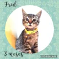 Gato raça Srd idade 2 a 6 meses nome Fred