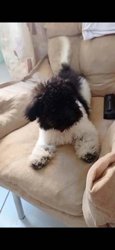 Cachorro raça Poodle idade 2 a 6 meses nome Billy