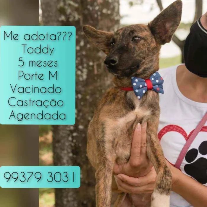 Cachorro raça SRD idade 2 a 6 meses nome Toddy