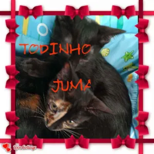 Gato raça Mista idade 2 a 6 meses nome TODINHO & JUMA