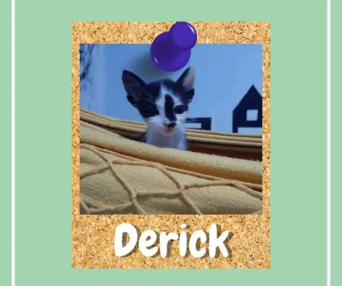 Gato ra a srd idade Abaixo de 2 meses nome Derick